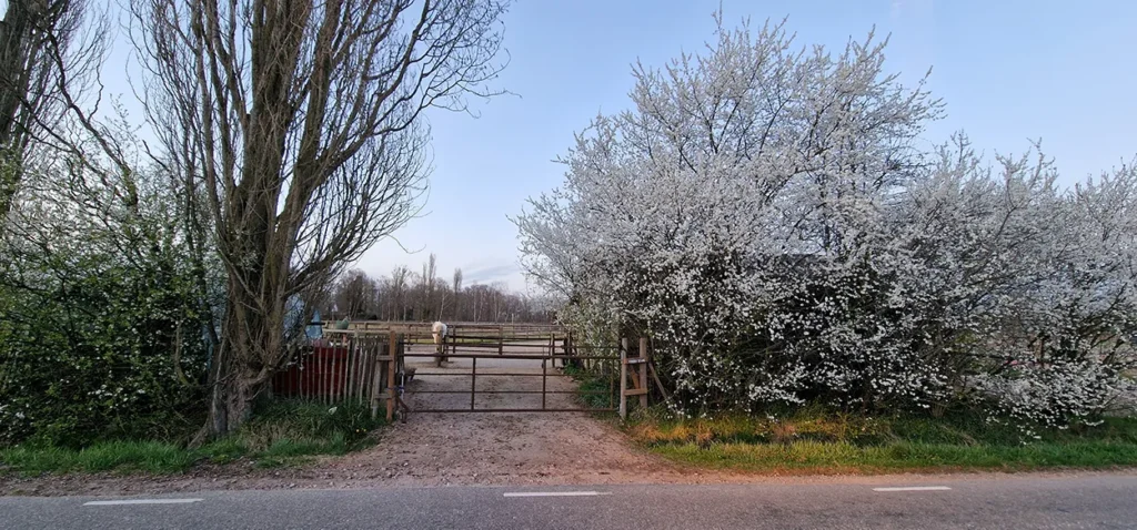 Paard in landschap met bloesembomen bij THEARTOFCOACHING