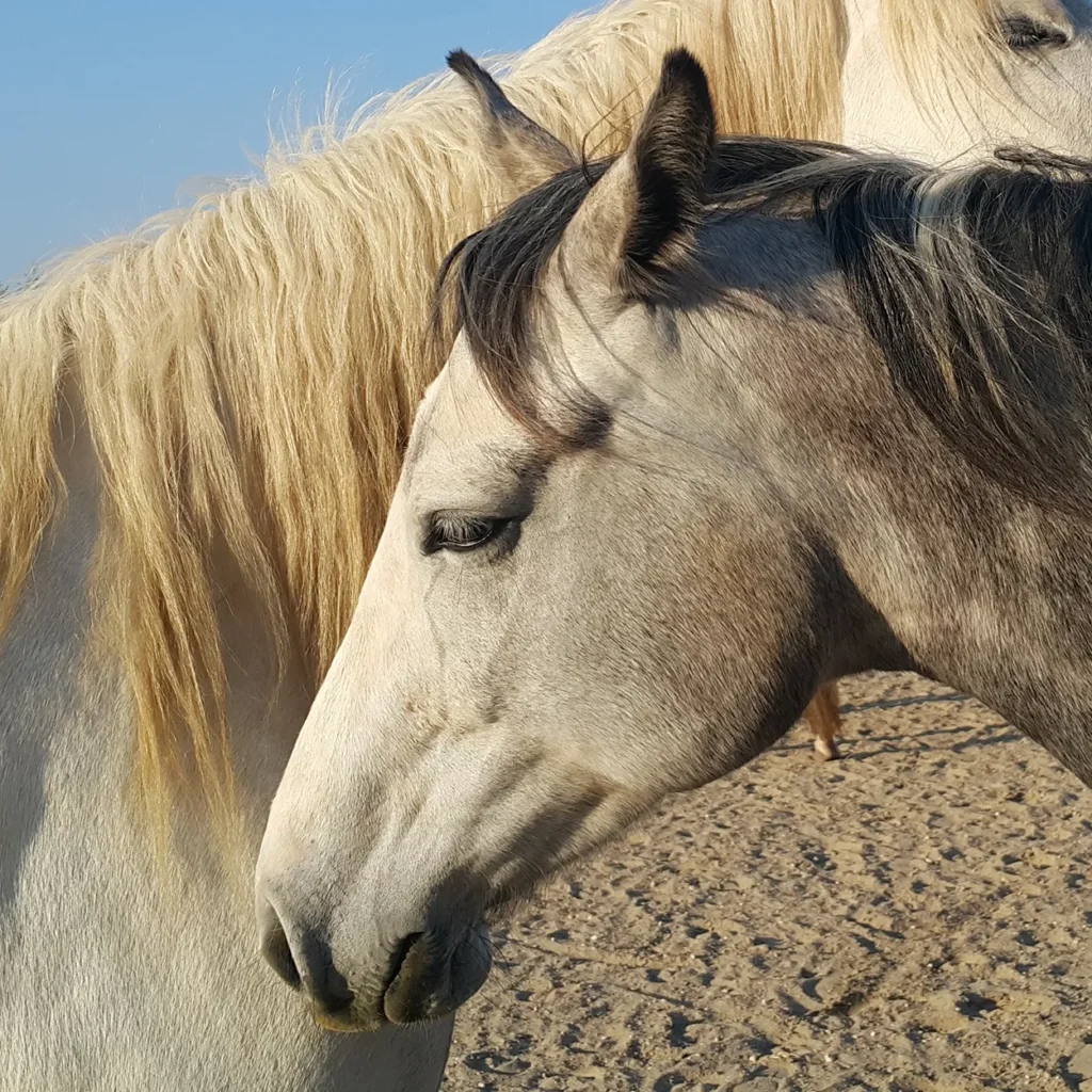 Texas, coachingpaard van Jacq de Vries
