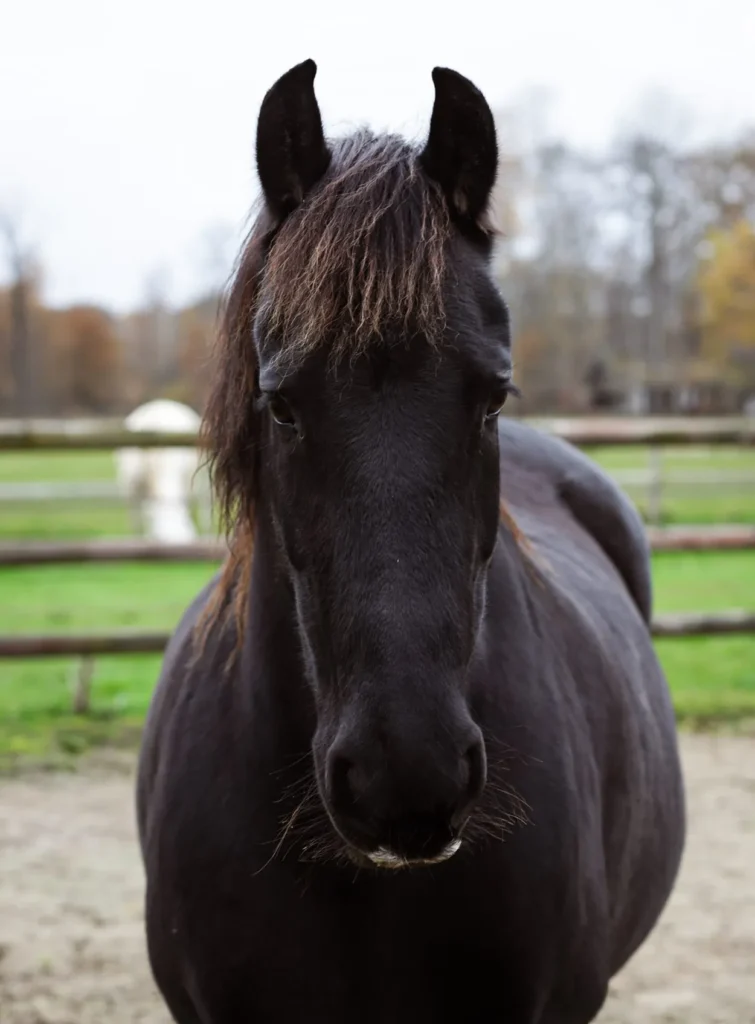 Close-up van Noir, paard voor coaching en opstellingen in Lieren