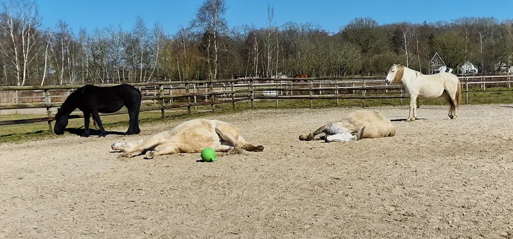 Paarden voor coaching en opstellingen in Lieren in de paddock ook liggend