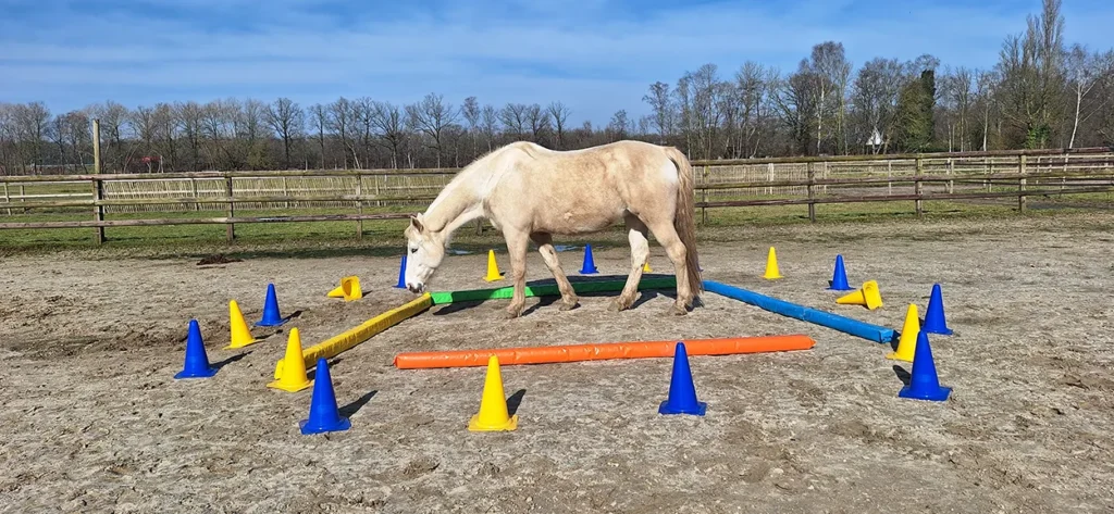 Systemisch coachingswerk met paard op locatie in de paddock in Lieren