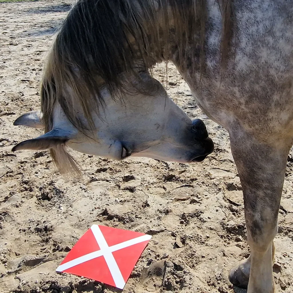 Systemisch coachingswerk met paard op locatie in Lieren